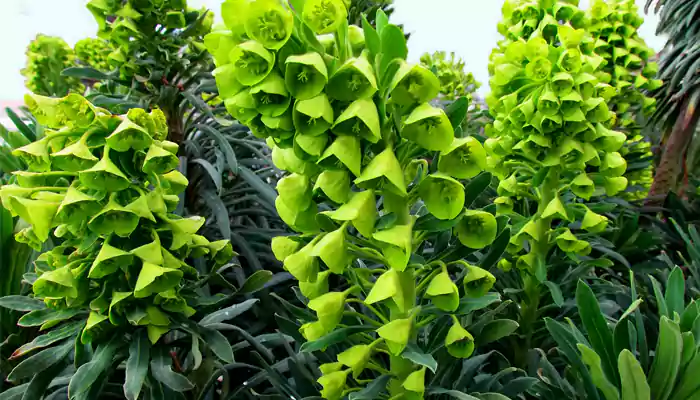 For The Love Of Green Six Green Flowers You Can Grow In Your Garden